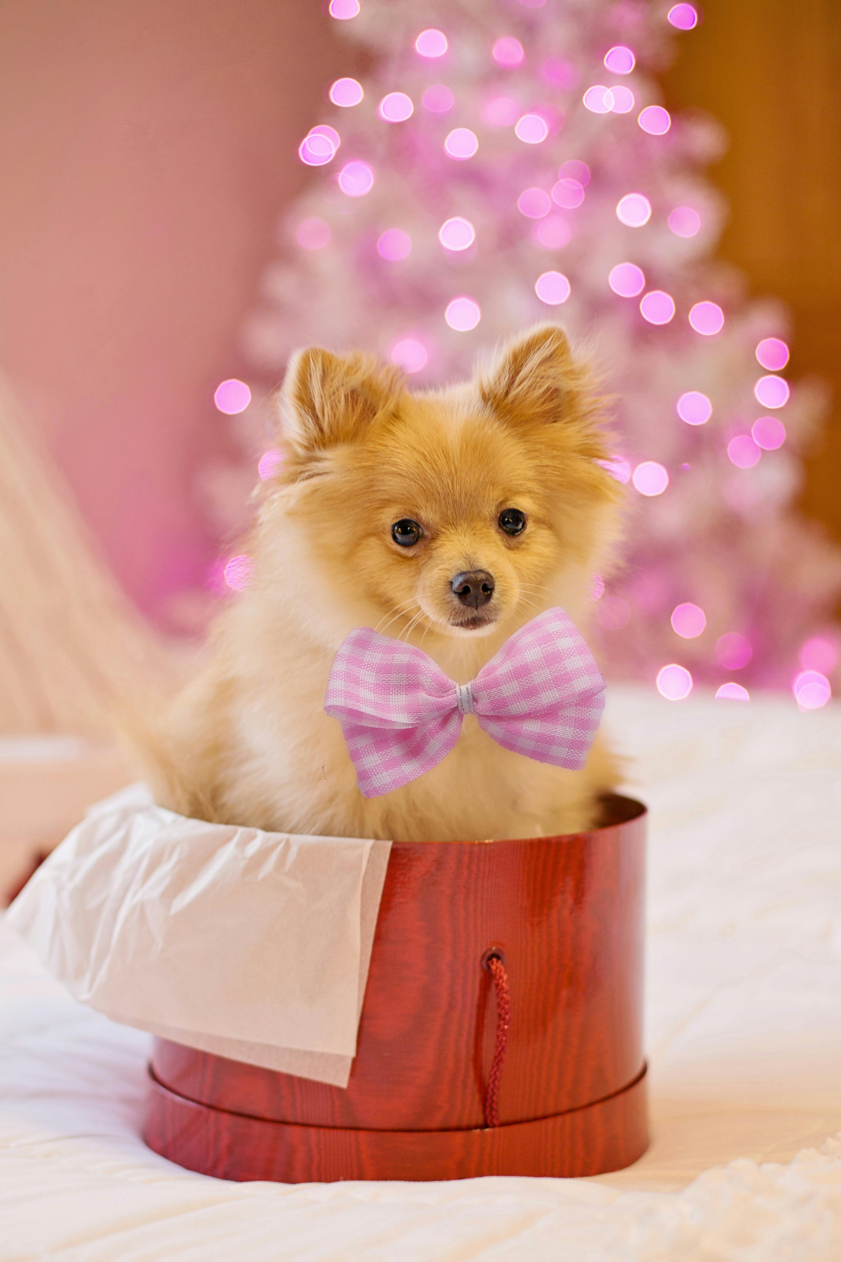 For Pets. For Love.