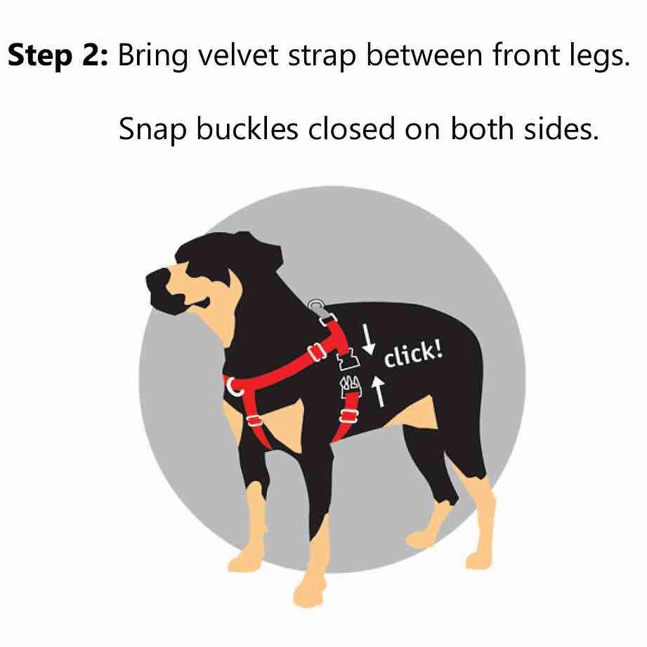 2 Hounds Design Freedom No-Pull Dog Harness & Leash - Purple/Black
