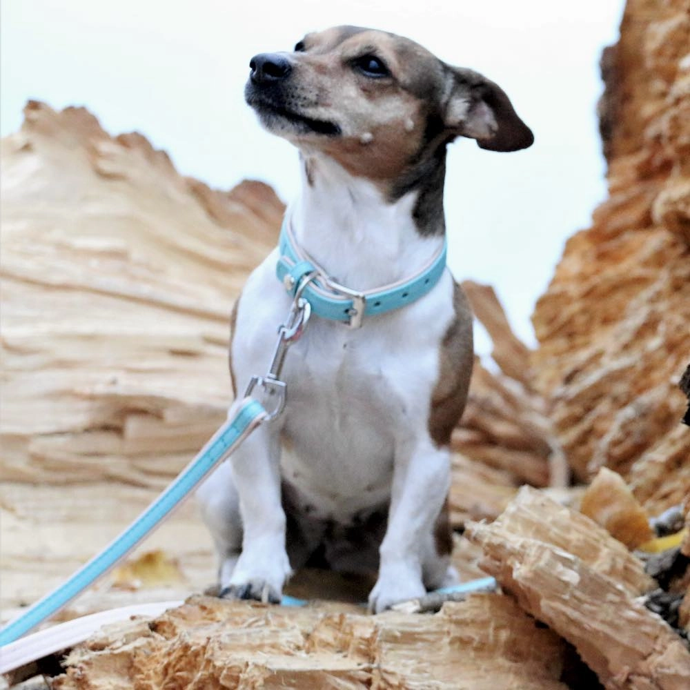 30% OFF: Das Lederband Firenze Leather Dog Leash (Electric Blue/Nude)