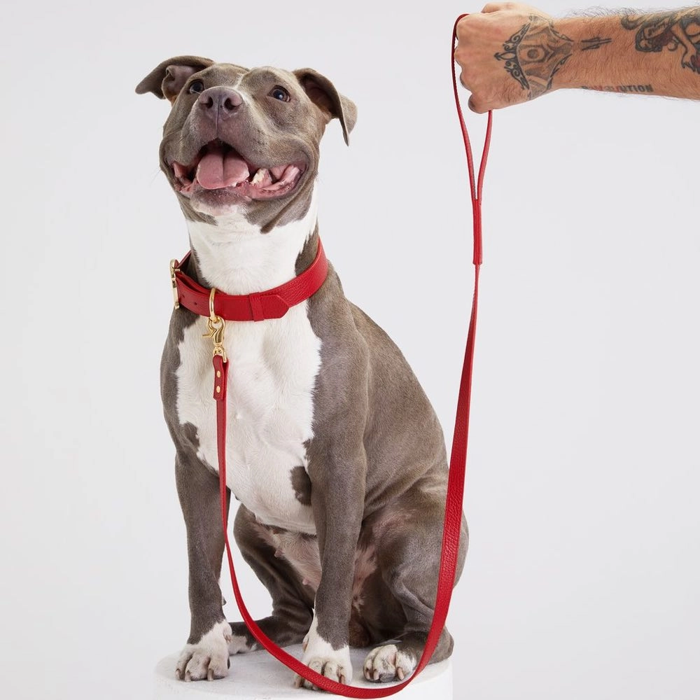 30% OFF: Moshiqa Balley Leather Dog Leash (Red)