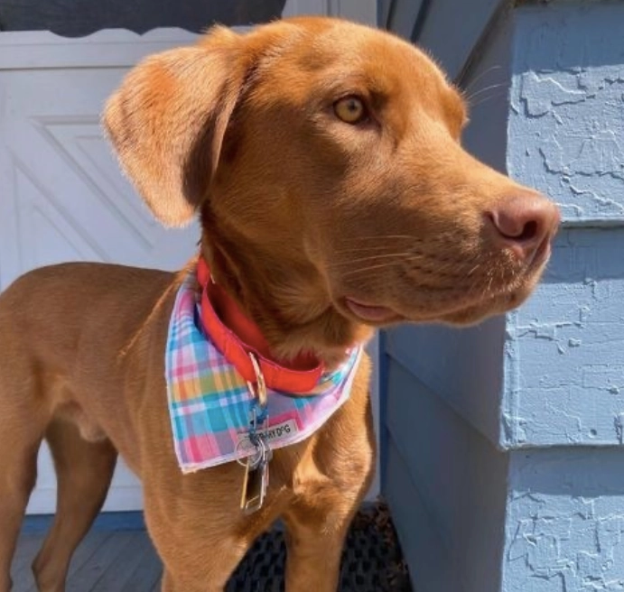 Bandana | Turquoise & Pink Multi-Colored Madras Plaid