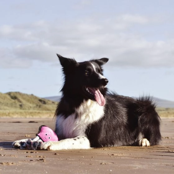 Beco Dual Material Chew Dog Toy