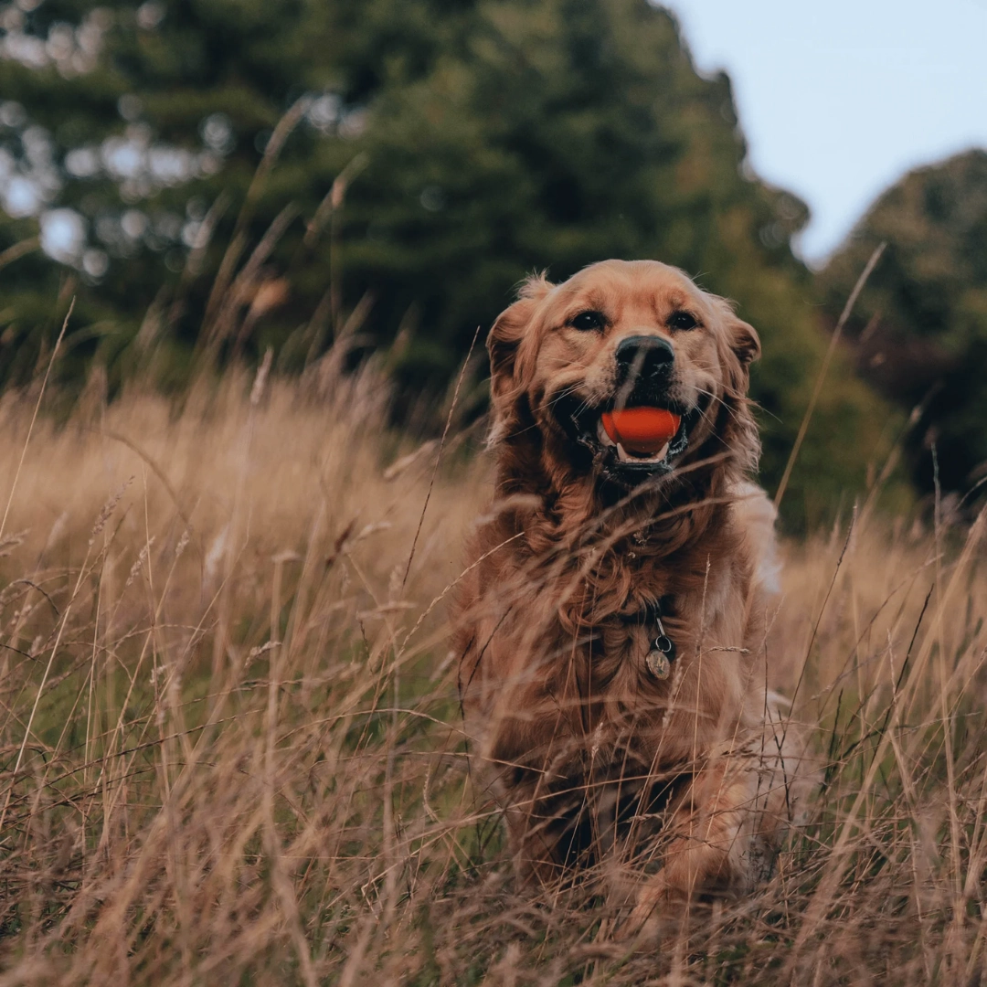 Beco Orange Rubber Fetch Ball