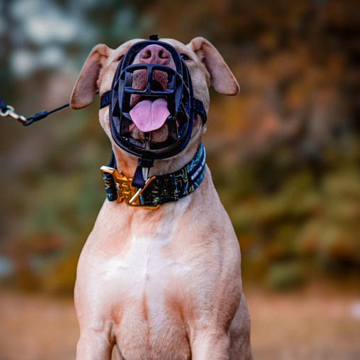 Bestia Dog Sport GripPro Print Collar - Gold