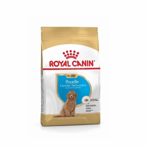 BHN Poodle Puppy