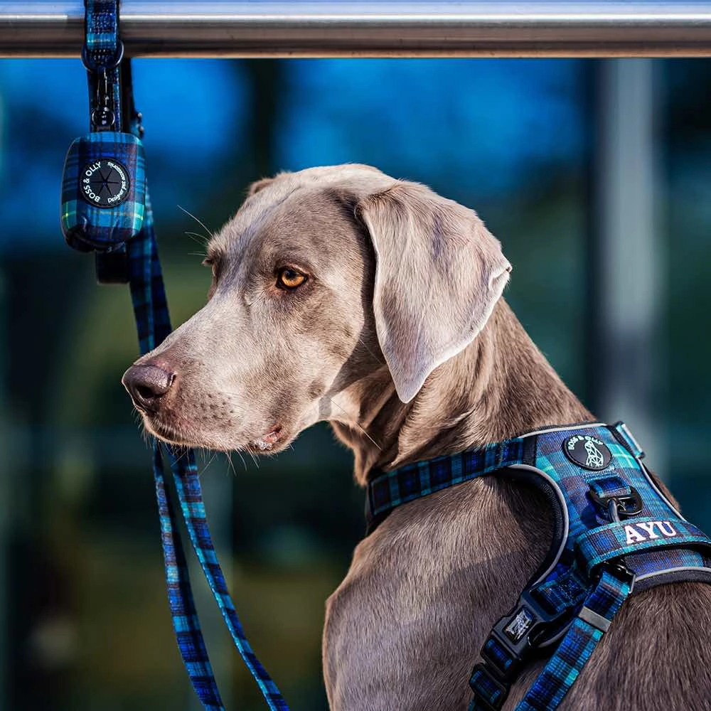 Boss & Olly Convertible Multi-Functional Dog Leash (Forest Plaids)