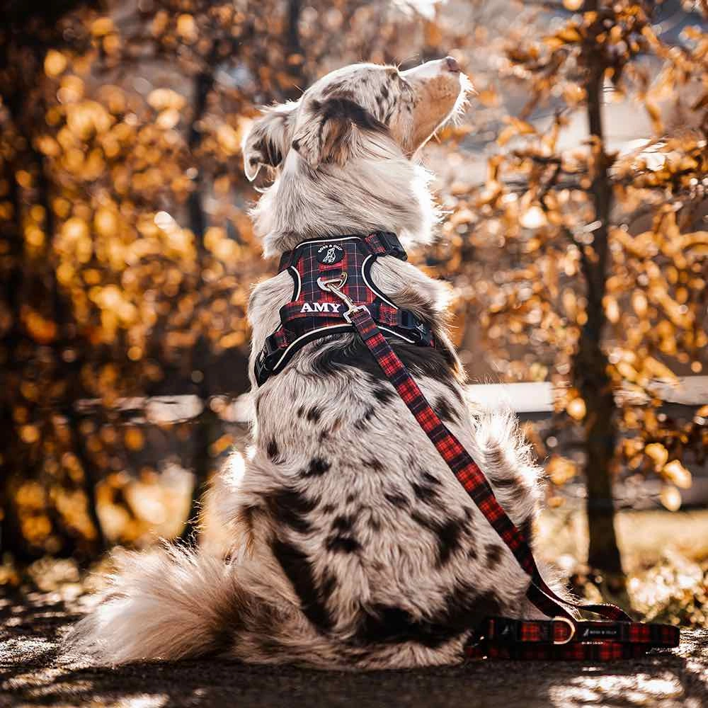 Boss & Olly Convertible Multi-Functional Dog Leash (Lumberjack Plaids)