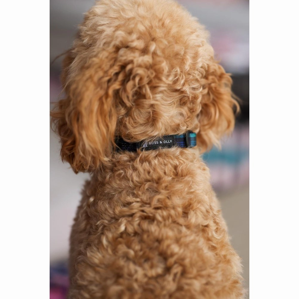 Boss & Olly Dog Collar (Forest Plaids)