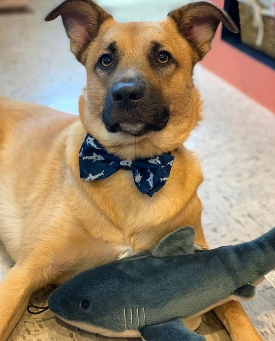 Bow Tie | Jaws
