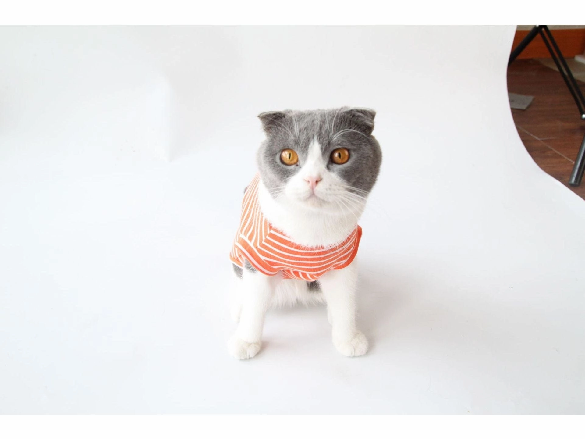 Cat Clothes Type 10