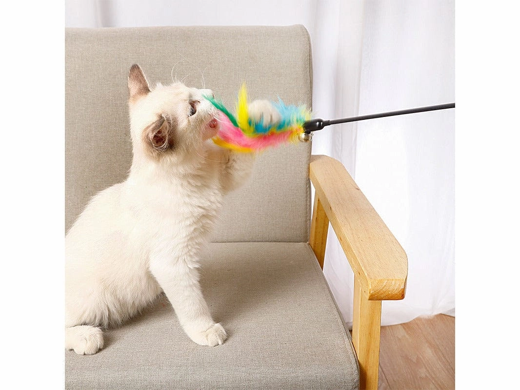 Cat Play Rob Mix Color 50Cm