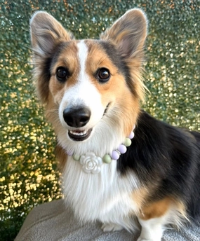 Clover Beaded Collar