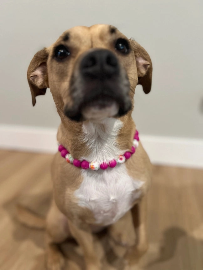 Coco Dainty Collective Beaded Collar