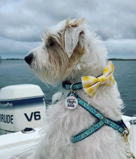 Collar | Beach Balls