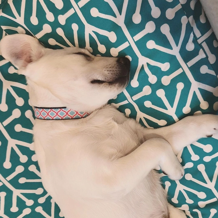 Collar | Blue Kismet