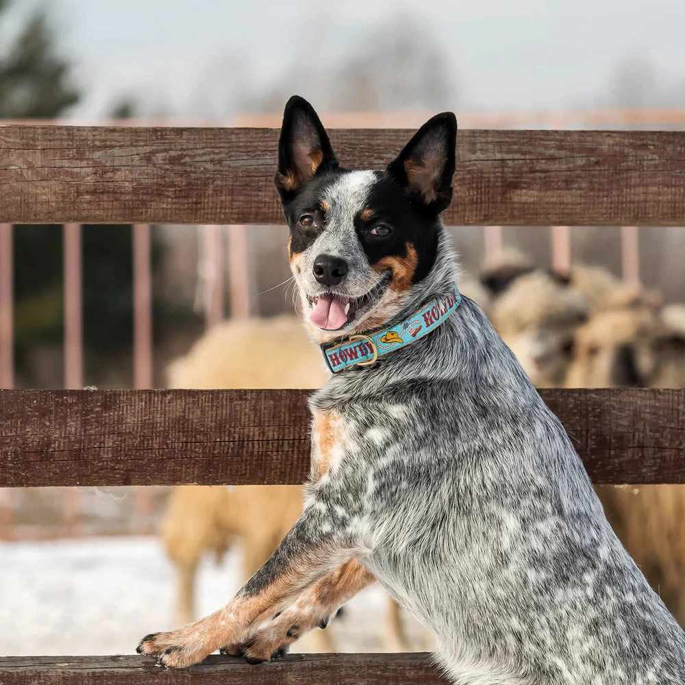 Collar | Howdy Blue