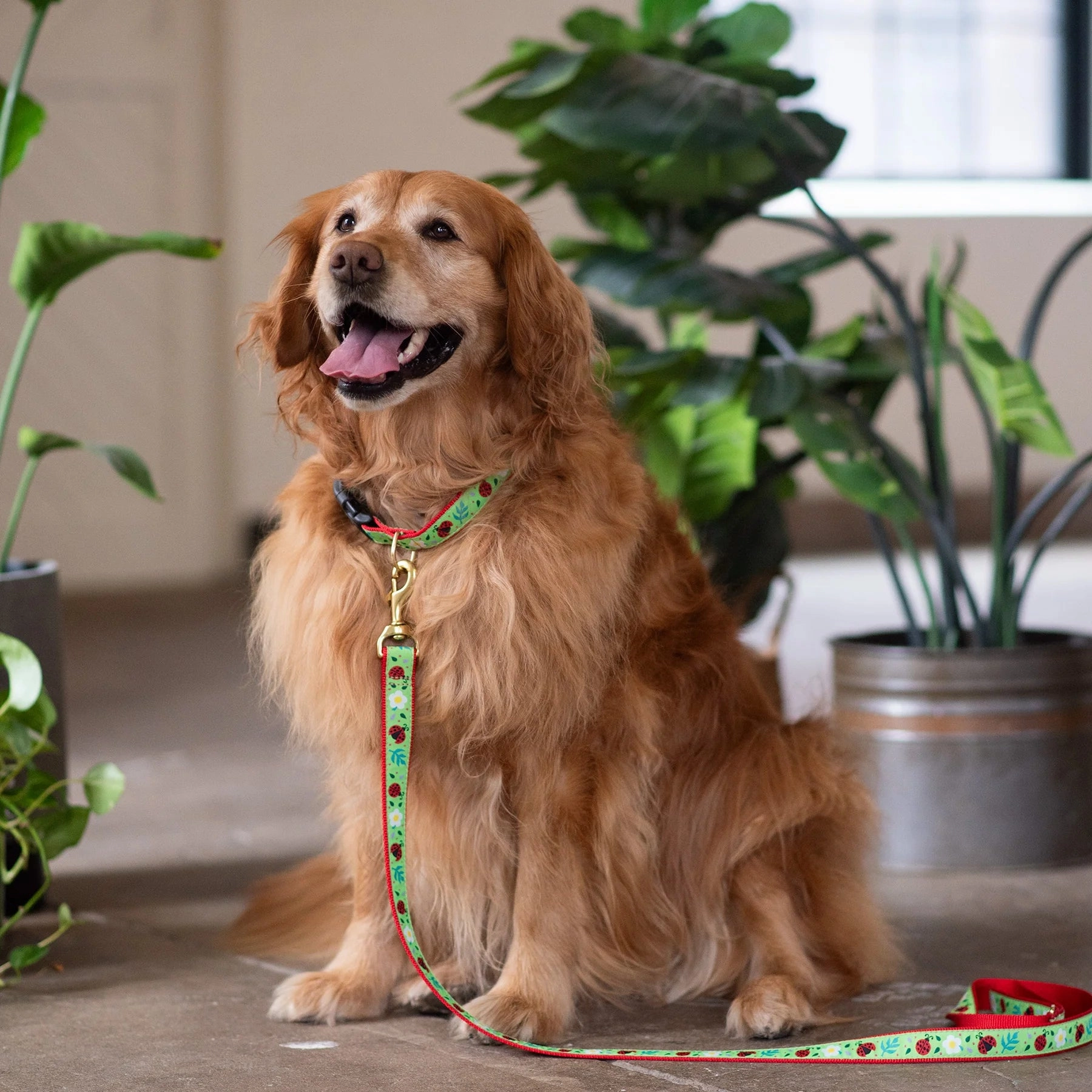 Collar | Lovely Ladybugs