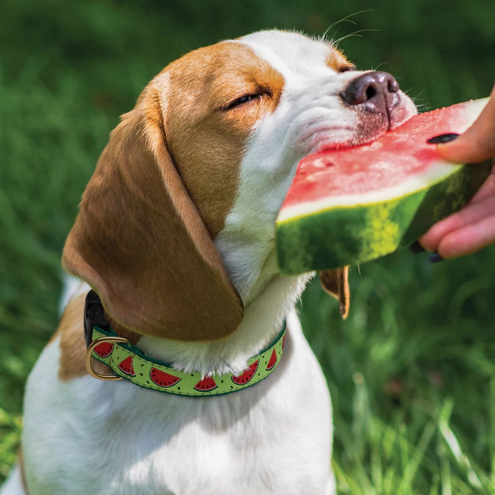 Collar | One In A Melon
