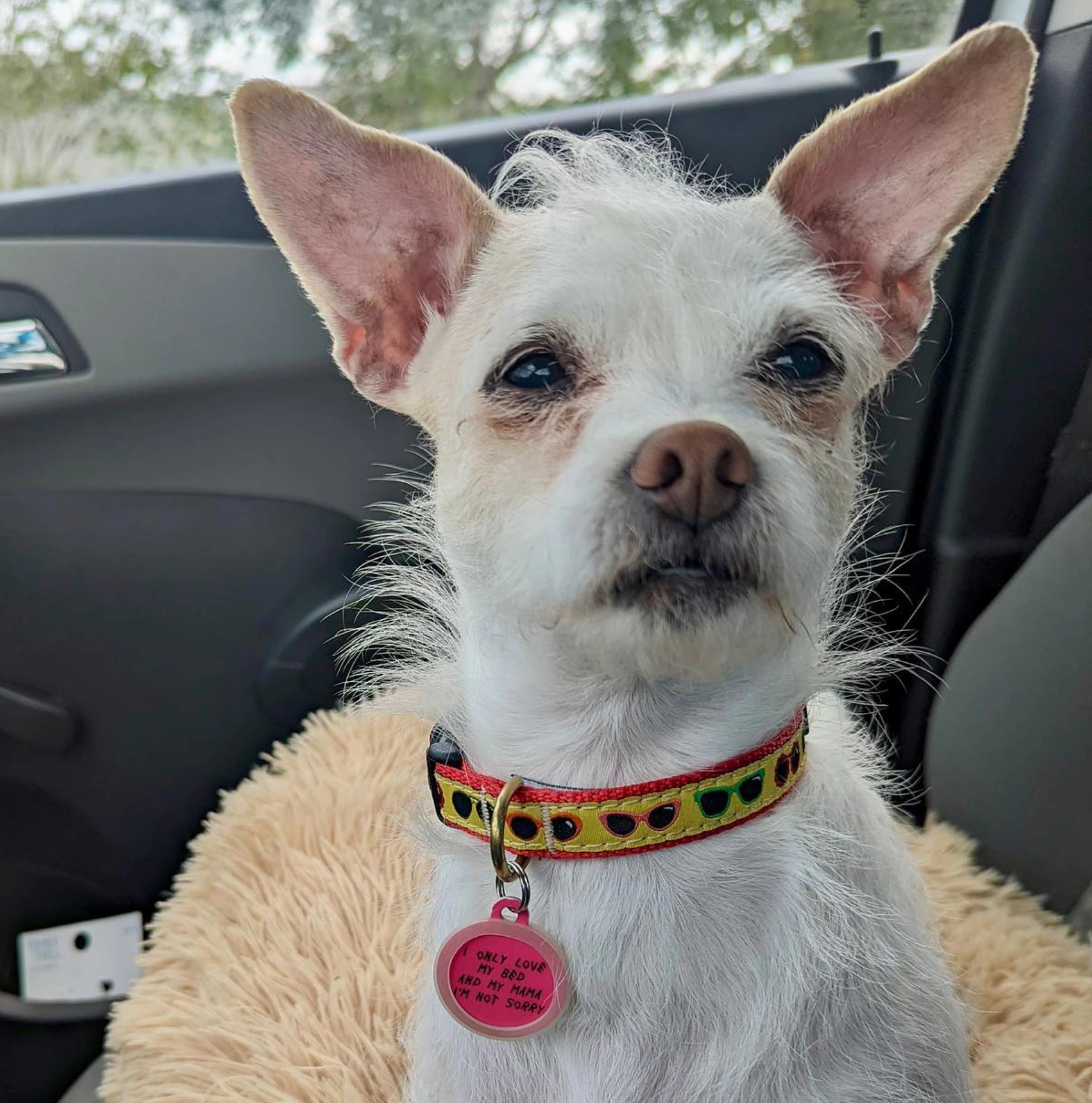 Collar | Shady Dog