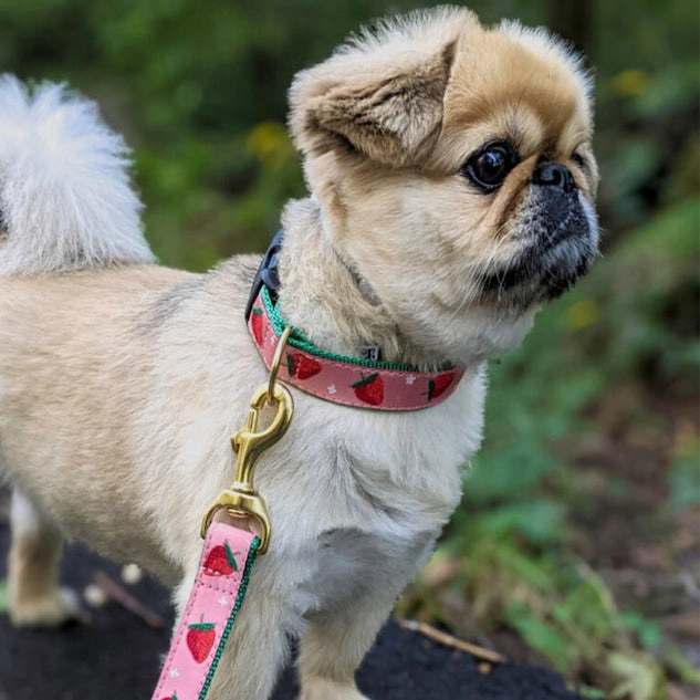 Collar | Strawberry Fields
