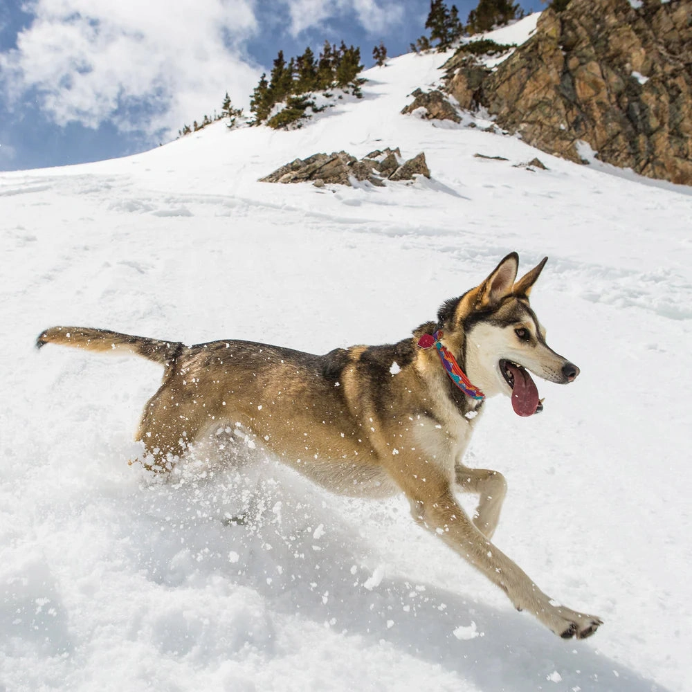 Collar | Surf & Ski