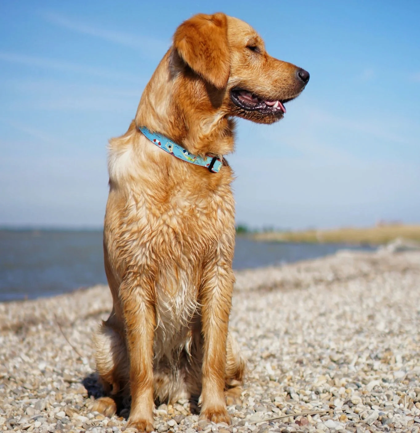 Collar | Swim Time
