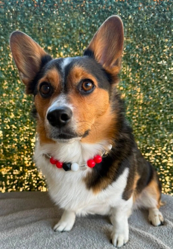 Cooper Dainty Collective Beaded Collar