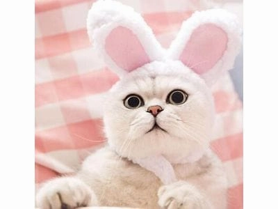 Cute pet rabbit ear hat