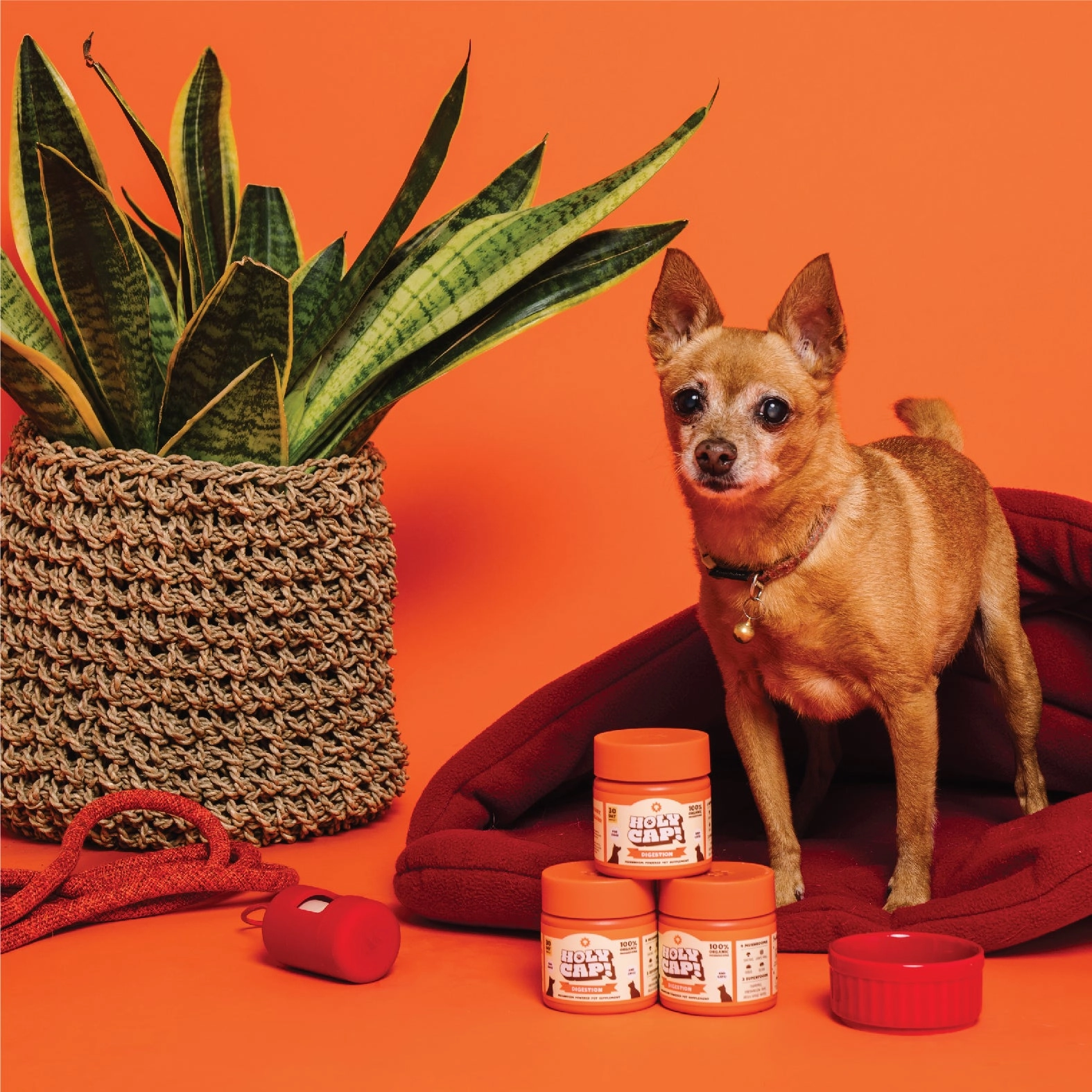 Digestion Support Mushroom Powered Pet Supplement
