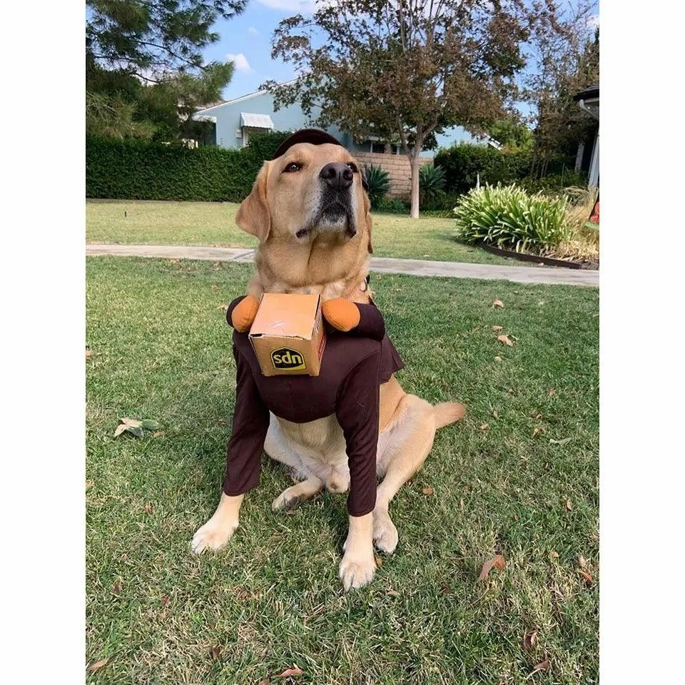 Dog & Puppy UPS Dress Up Costume