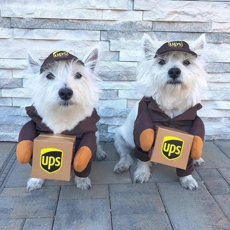 Dog & Puppy UPS Dress Up Costume