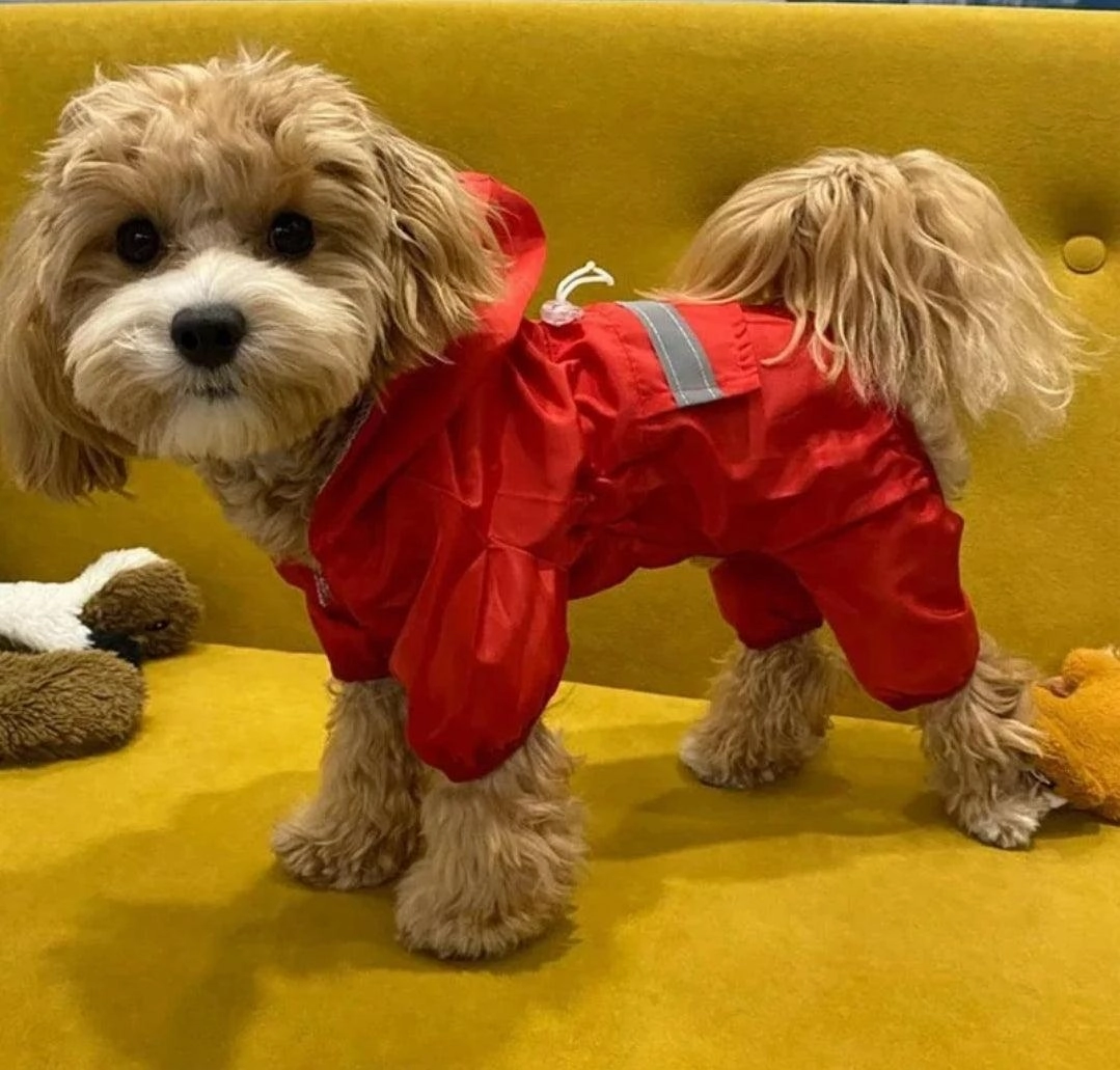 Doggy Raincoat