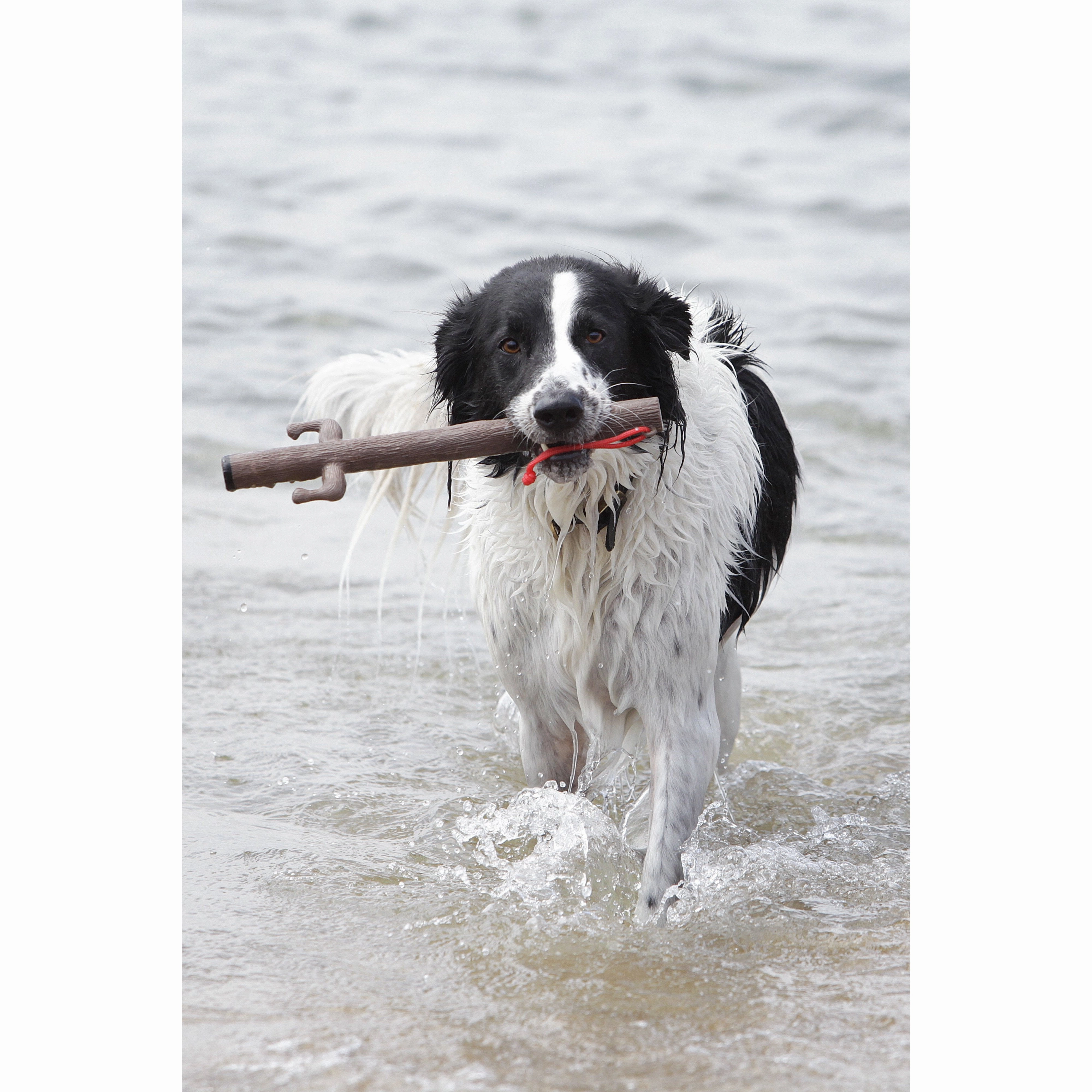 Doog Stick Dog Toy Incredible Stalk