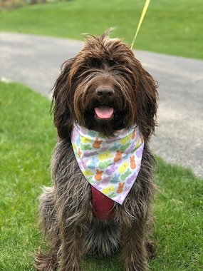 Easter Peeps Bandana