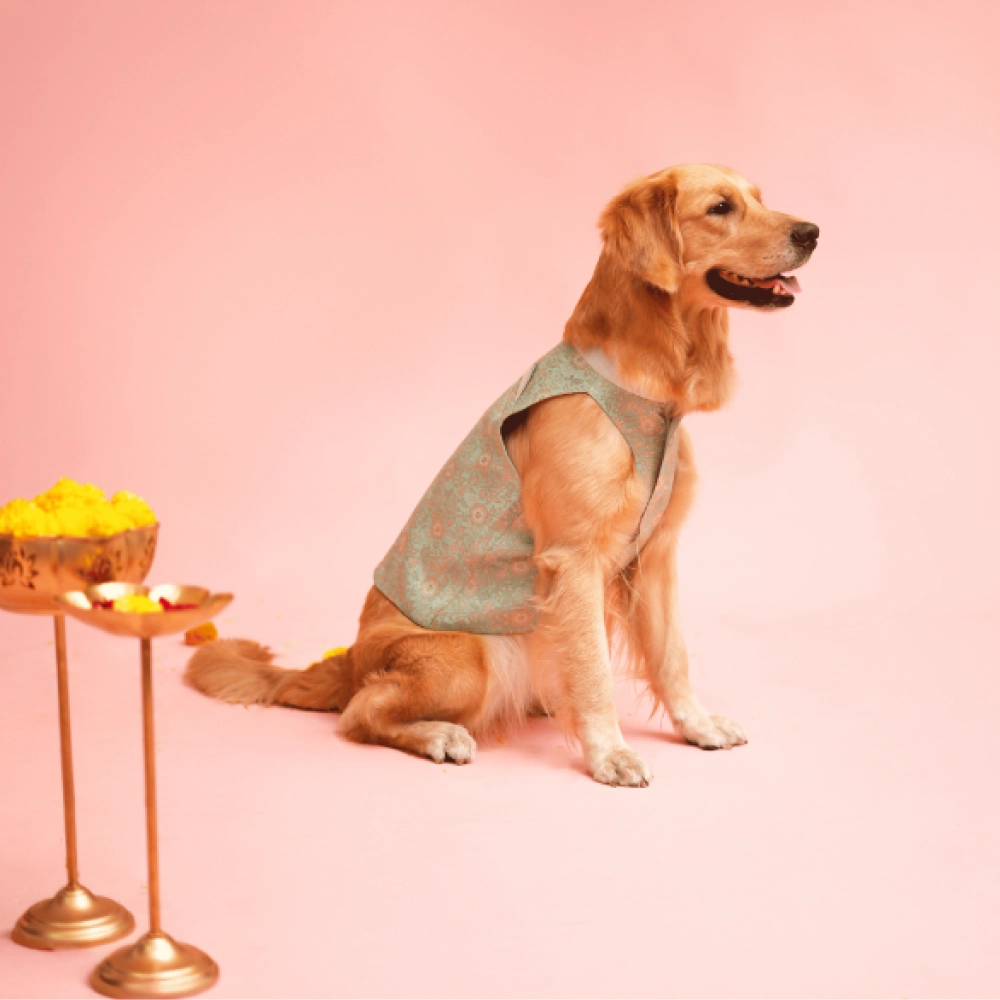 Floof & Co Banarasi Sherwani for Dogs (Mint Green/Gold)