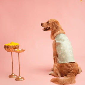 Floof & Co Banarasi Sherwani for Dogs (Mint Green/Gold)