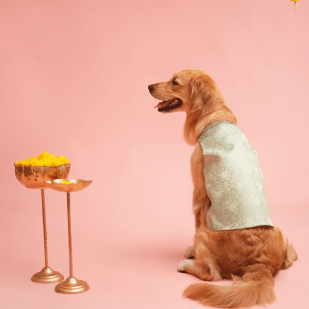 Floof & Co Banarasi Sherwani for Dogs (Mint Green/Gold)