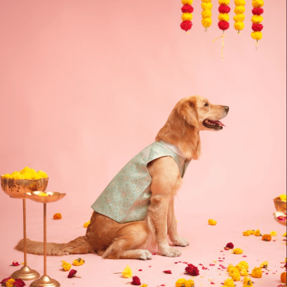 Floof & Co Banarasi Sherwani for Dogs (Mint Green/Gold)