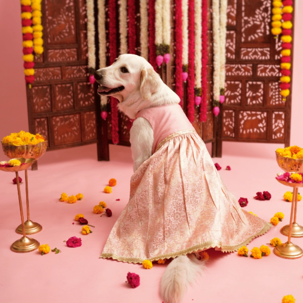 Floof & Co Pastel Banarasi Lehenga for Dogs (Pink/Gold)