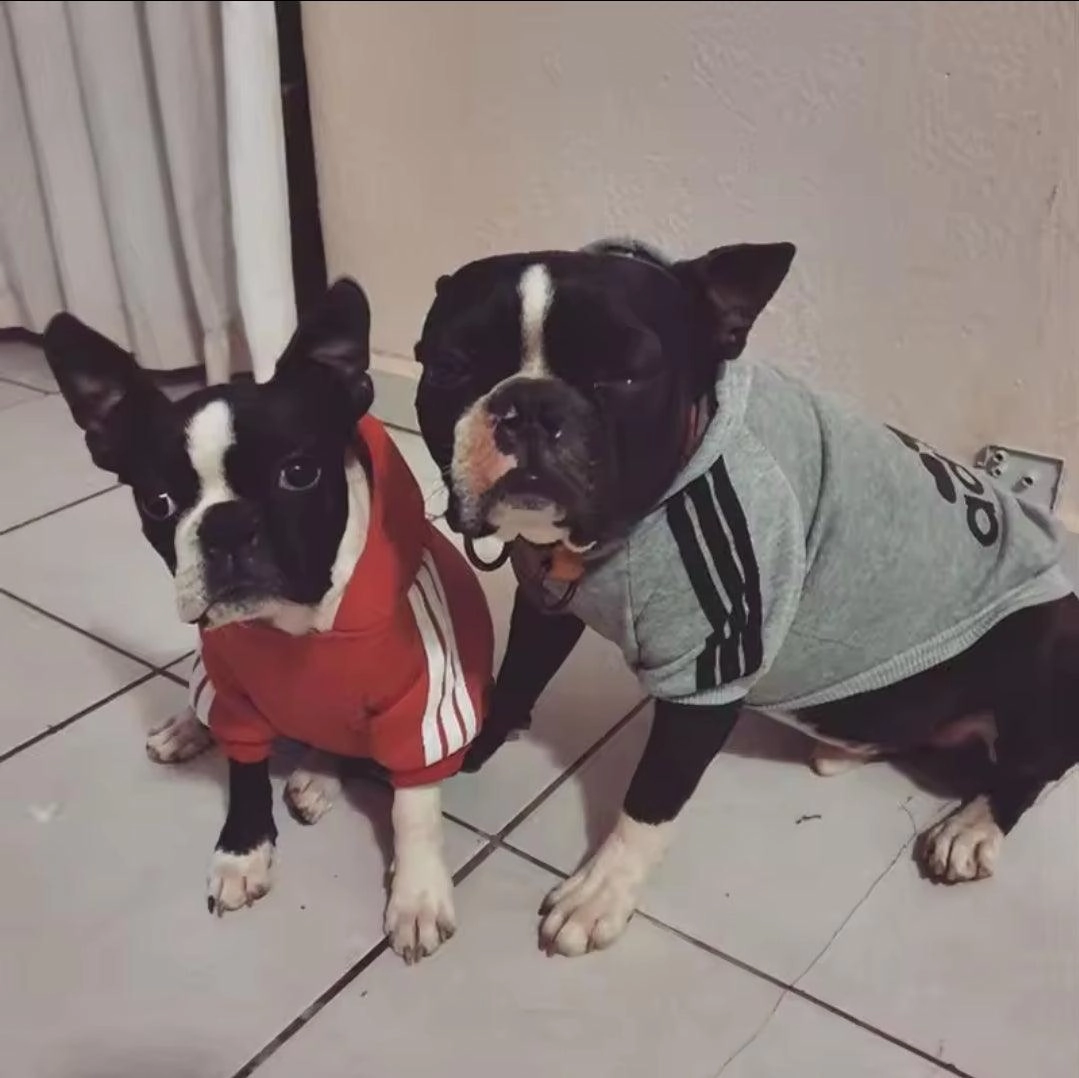 Footy Dog Hoody!
