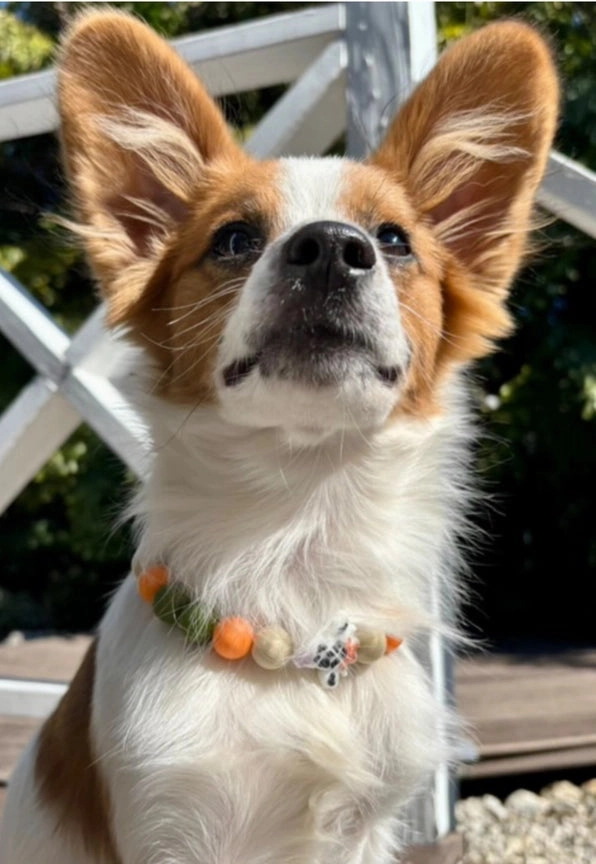 Fox Dainty Collective Beaded Collar