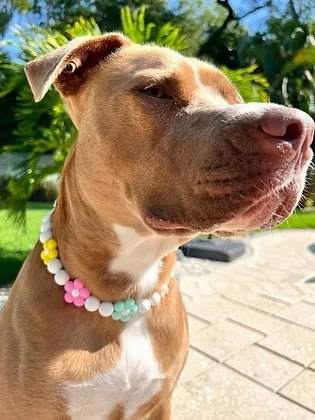 Full Blooms Beaded Pet Collar