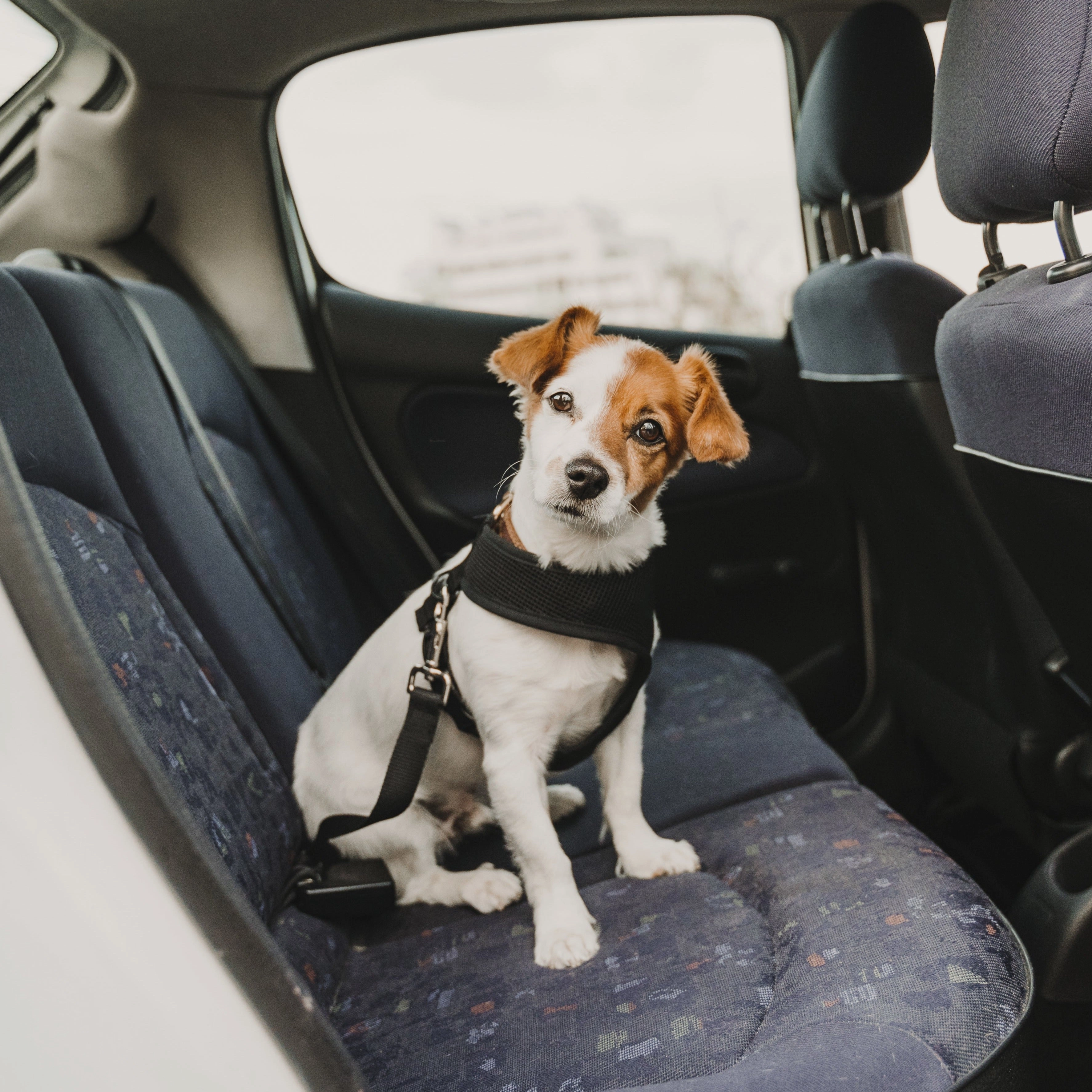 Furwear - Car Seat Restraint (Black)