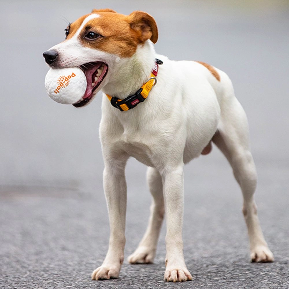 GiGwi Pop-Pals High Bounce Ball Dog Toy Small