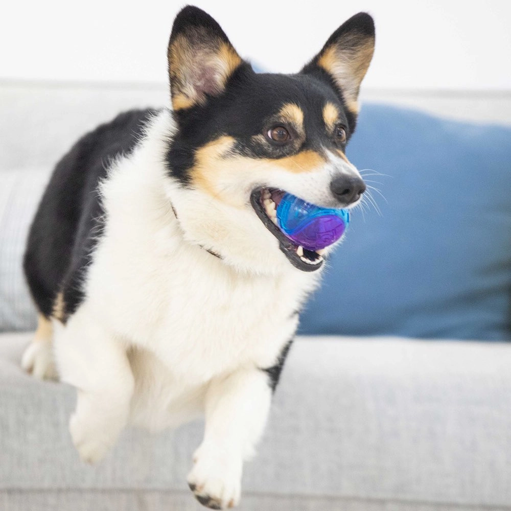 GiGwi Squeaky Ball Dog Toy (Purple/Blue)