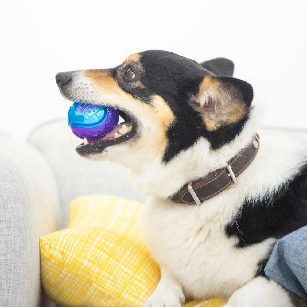 GiGwi Squeaky Ball Dog Toy (Purple/Blue)