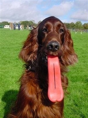 Humunga Tongue Dog Toy