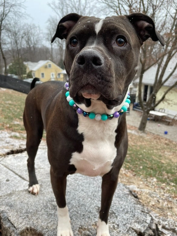 Jovie Dainty Collective Beaded Collar