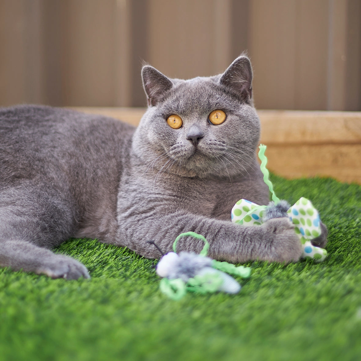 Kazoo Flutterby Cat Toy 2 Pack