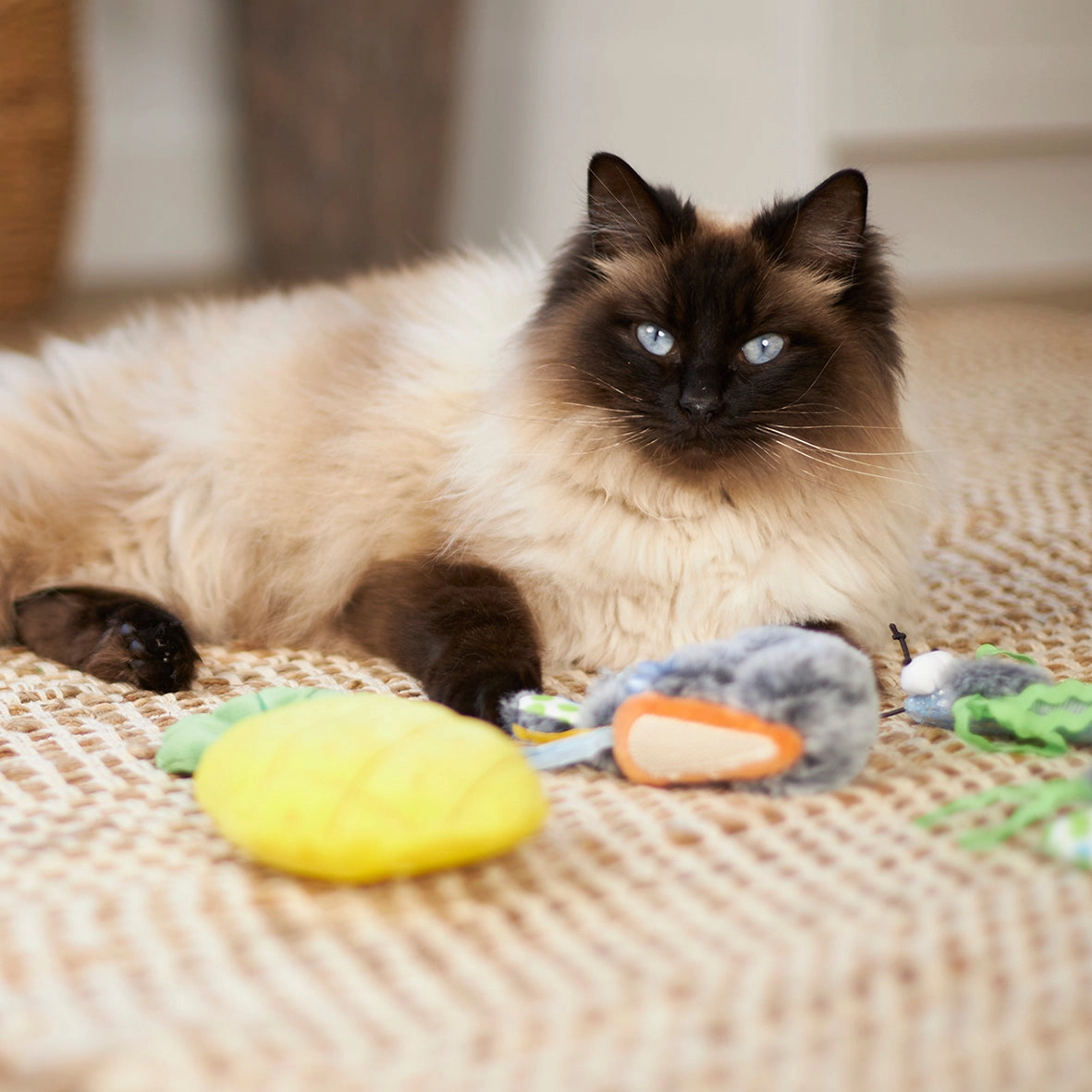 Kazoo Hungry Bunny Cat Toy